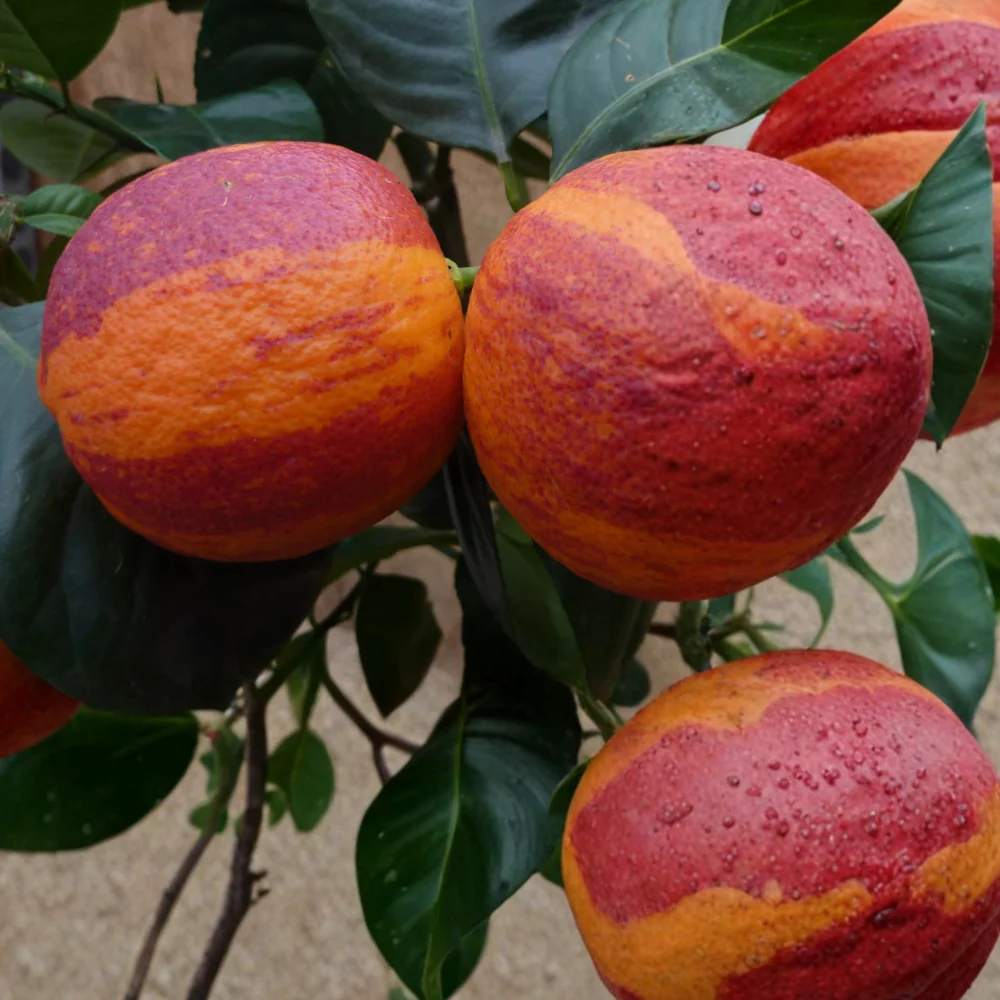 Miniatuur 1