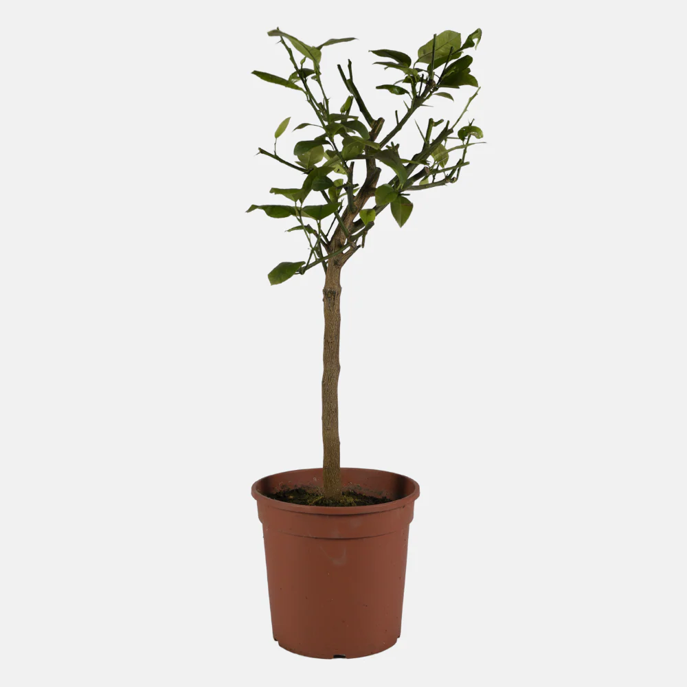 Miniatuur 2