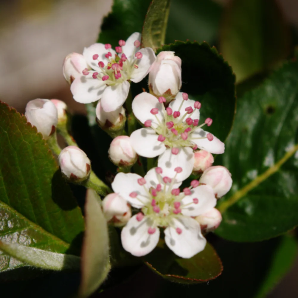 Miniatuur 2