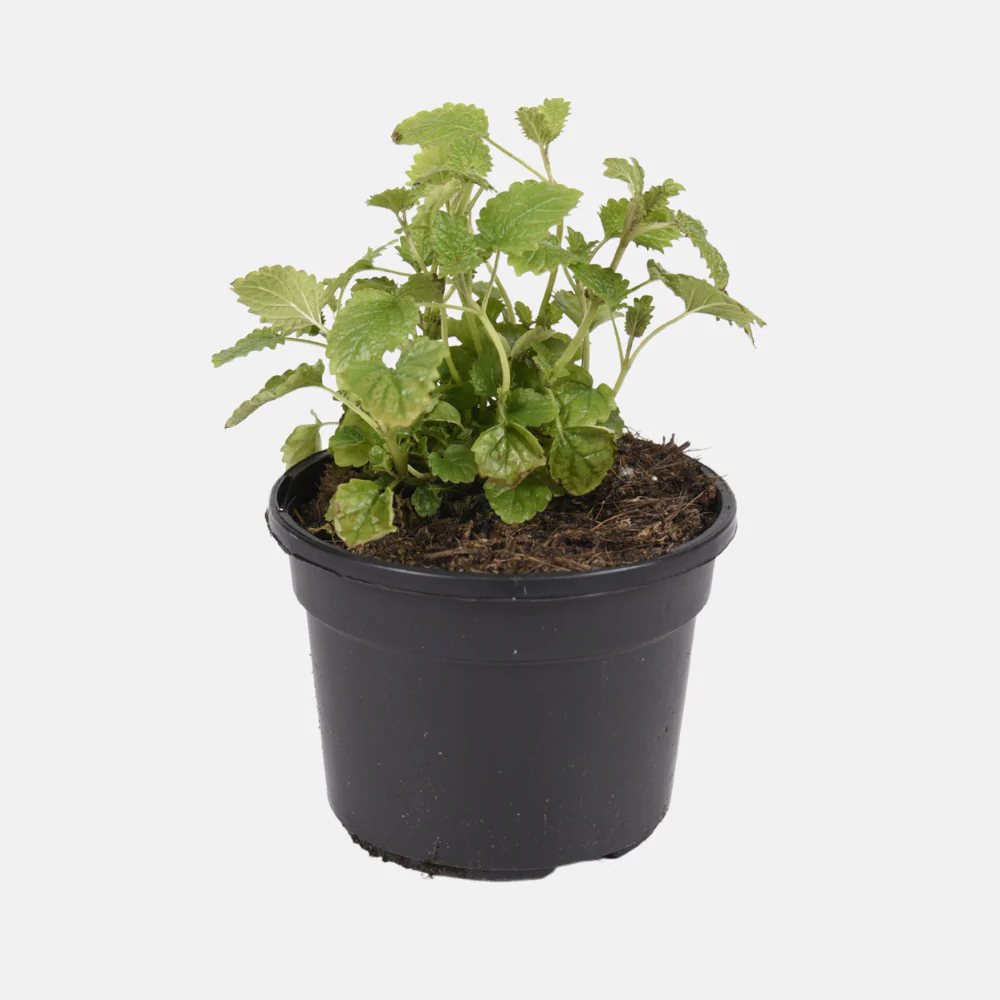 Miniatuur 2