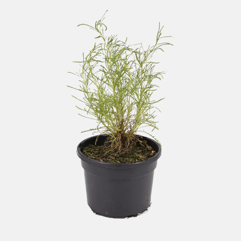 Miniatuur 2