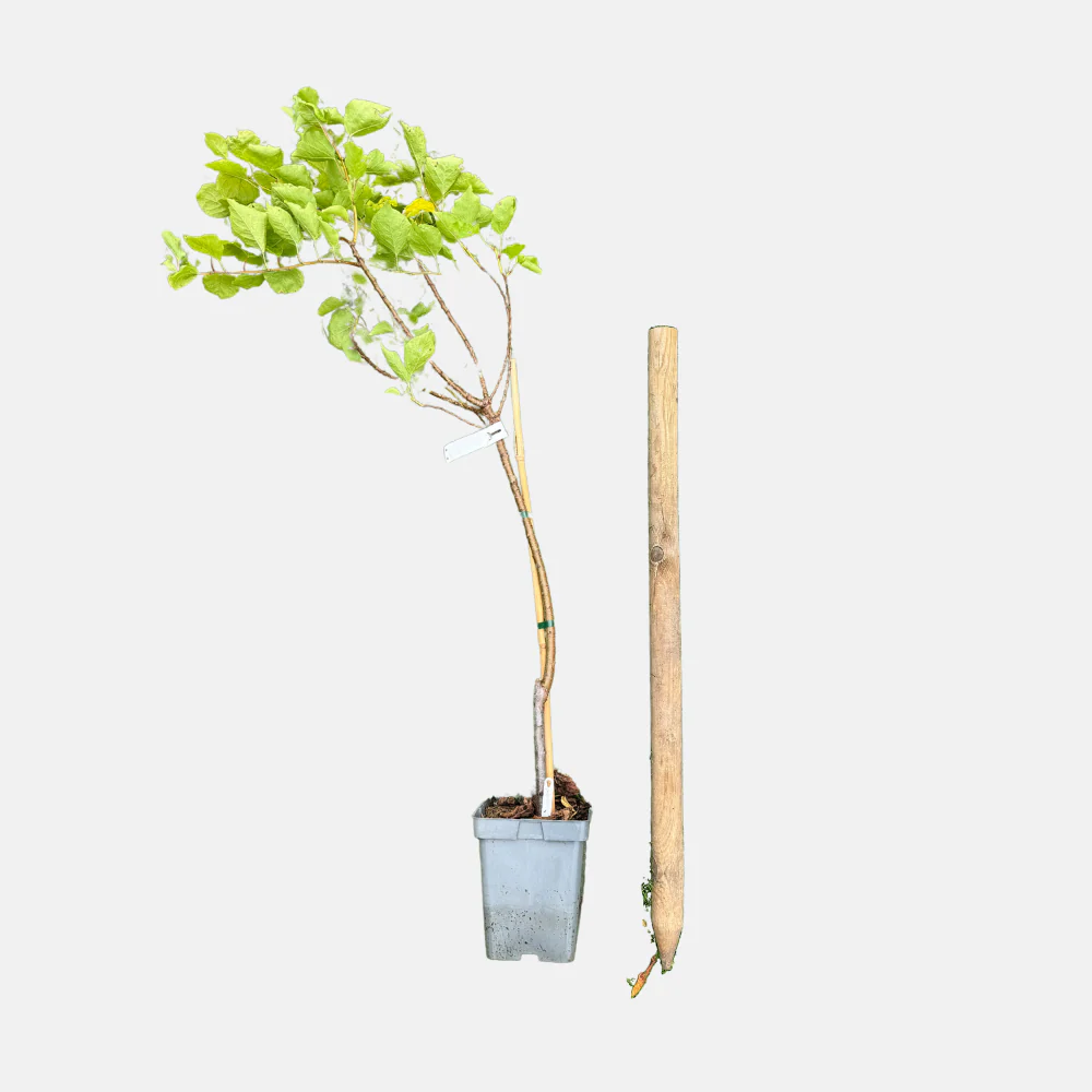 Productafbeelding 1