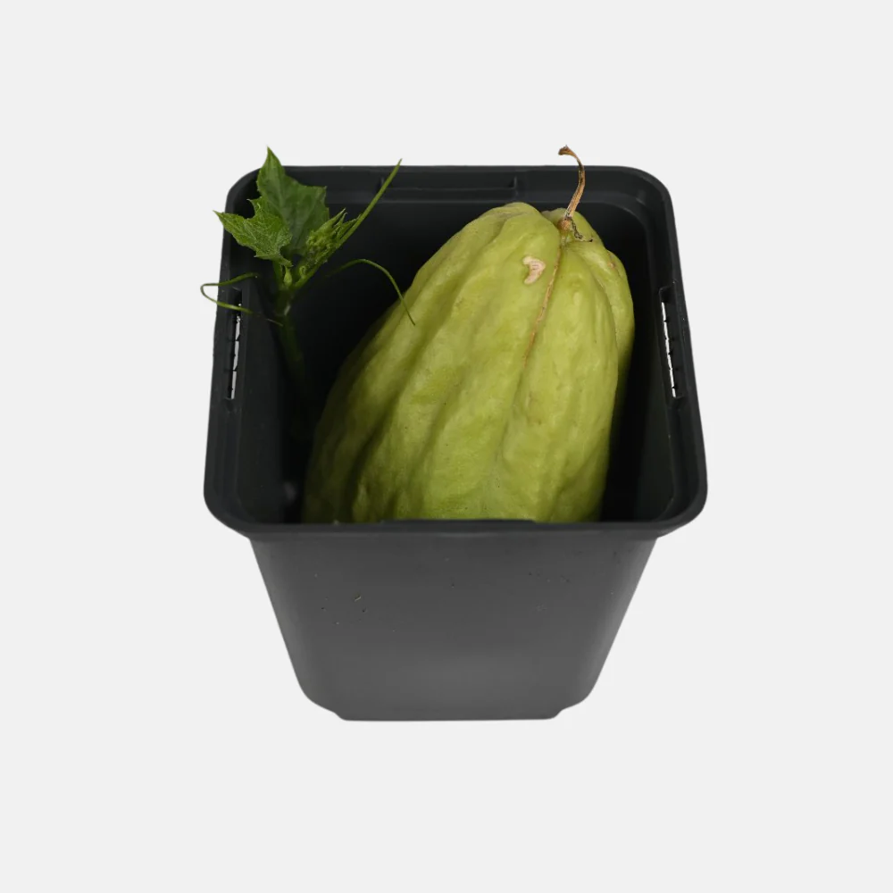 Miniatuur 2