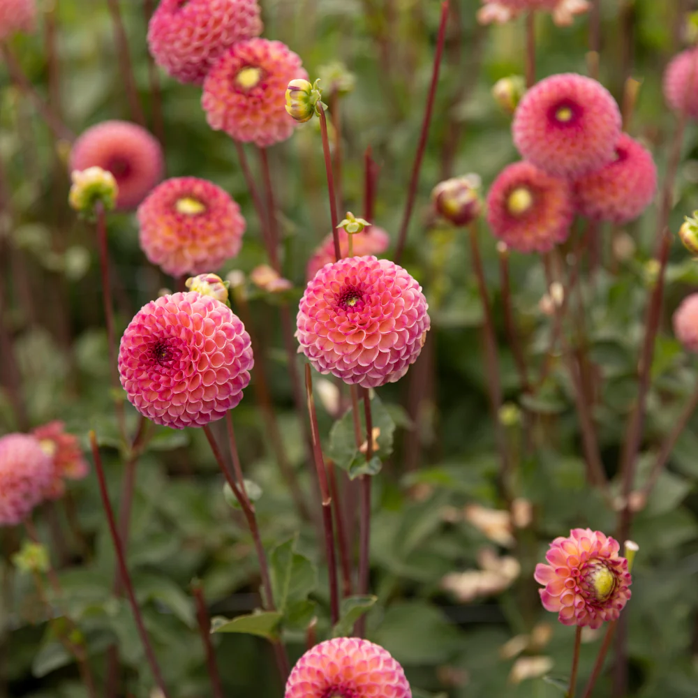Miniatuur 2