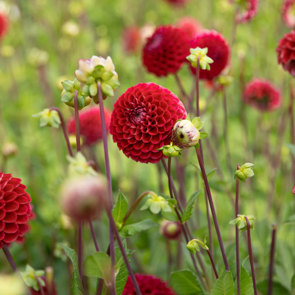 Miniatuur 2