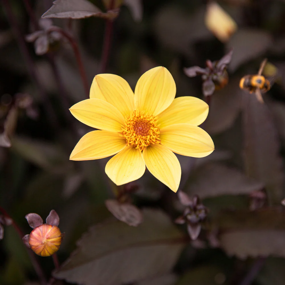 Miniatuur 2