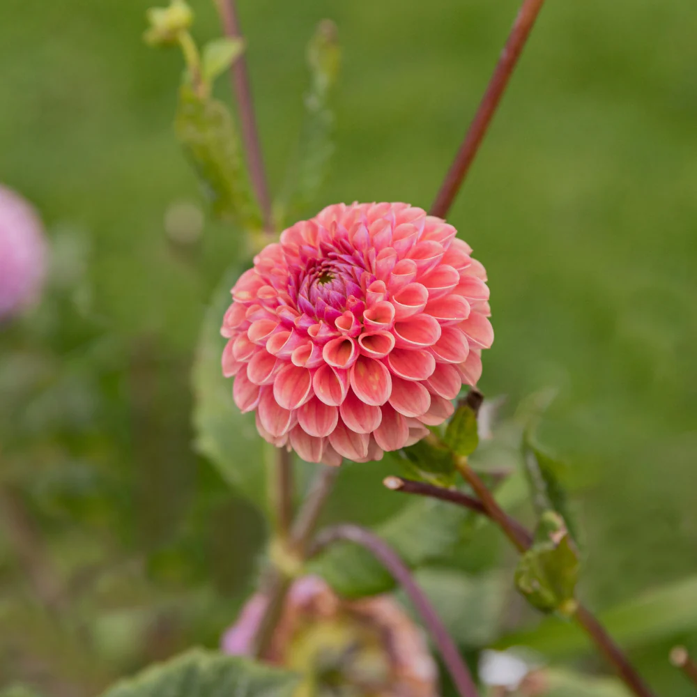 Productafbeelding 10