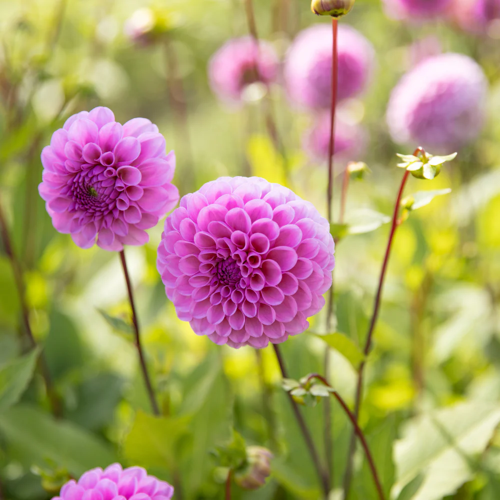 Productafbeelding 3