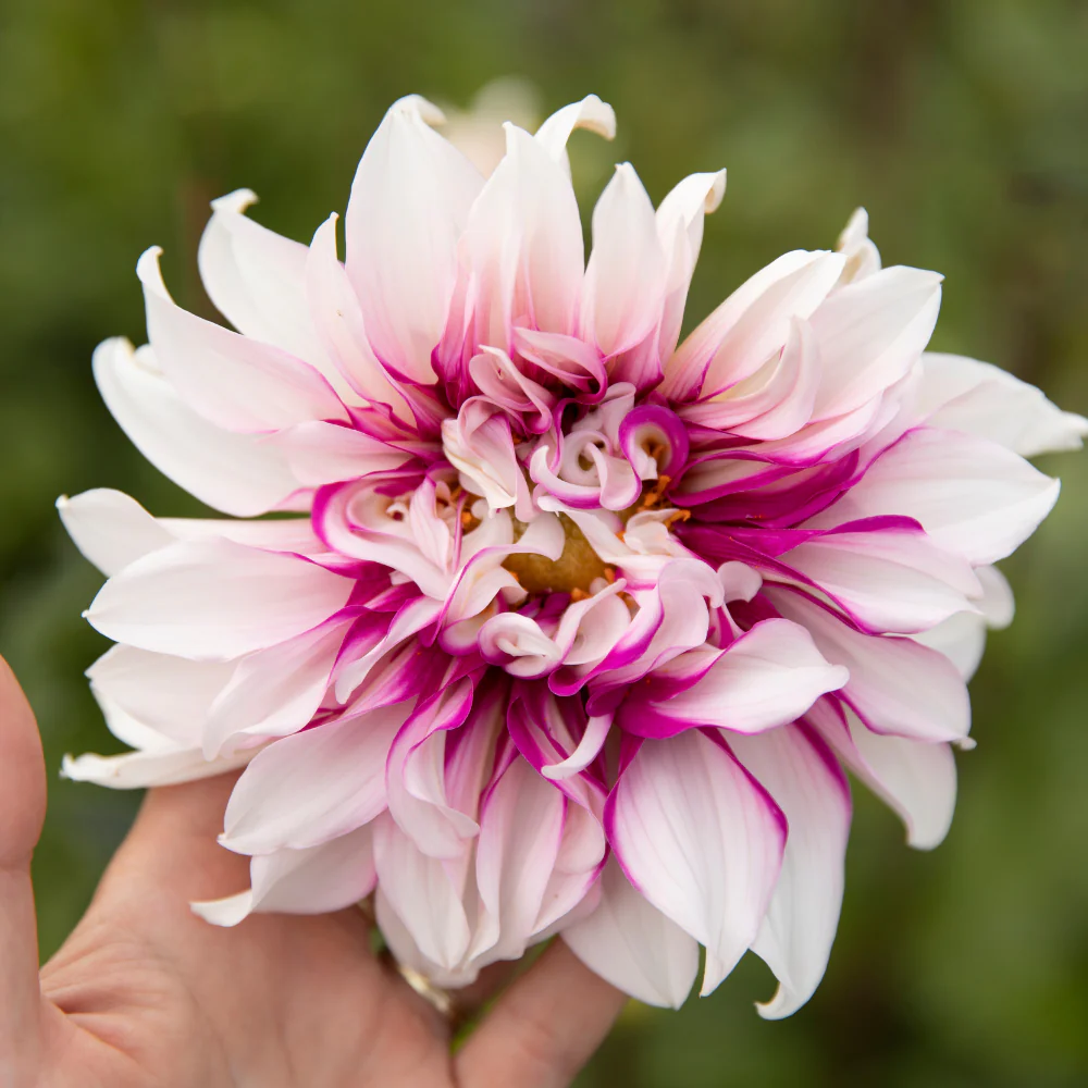 Miniatuur 1
