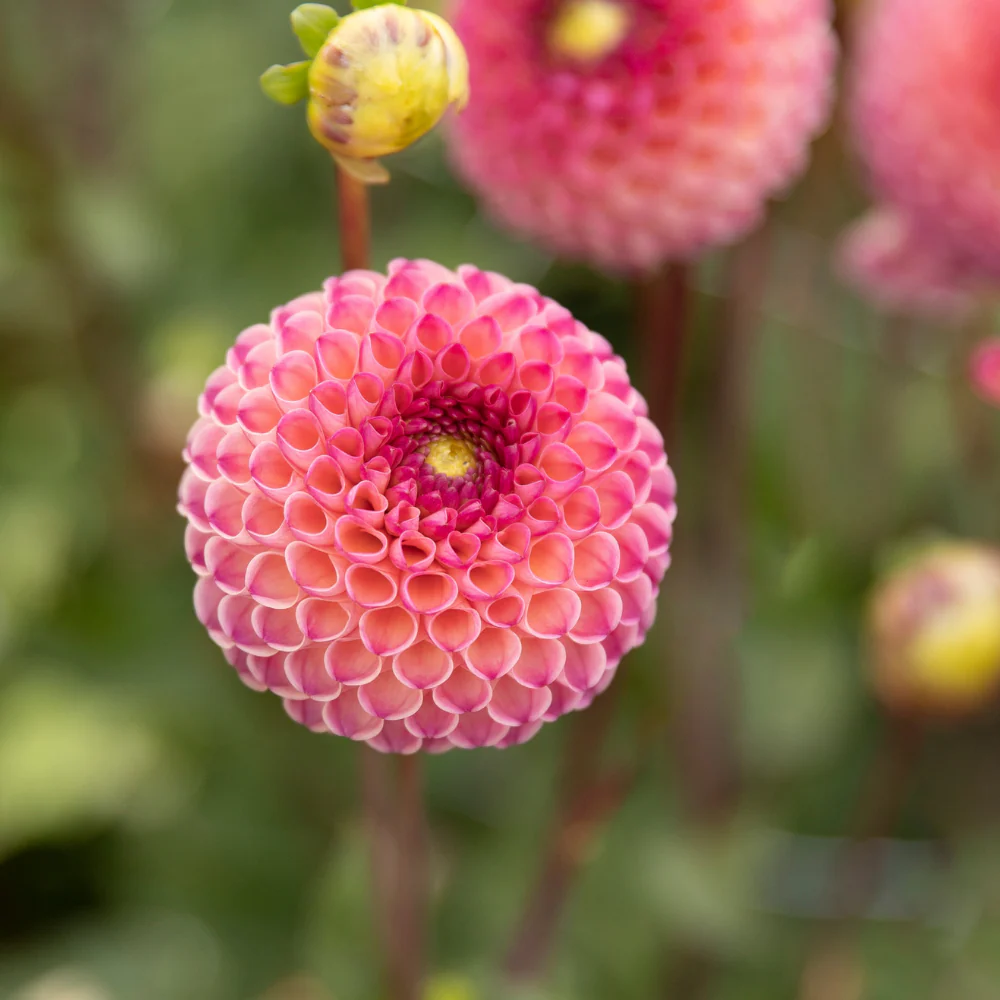 Miniatuur 1