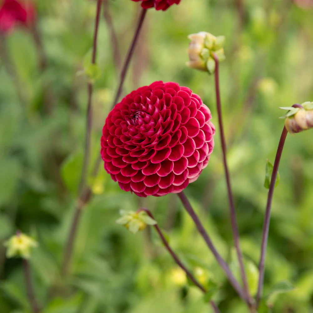 Miniatuur 1
