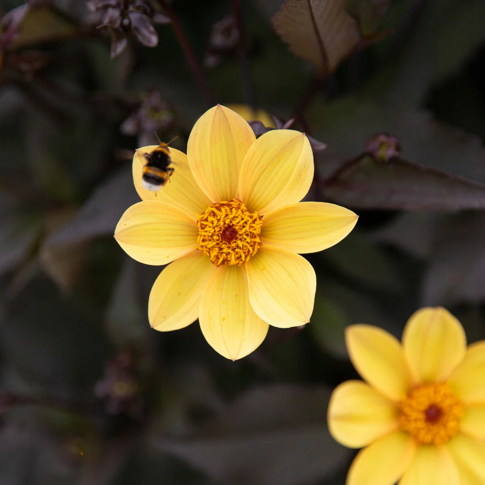 Miniatuur 1