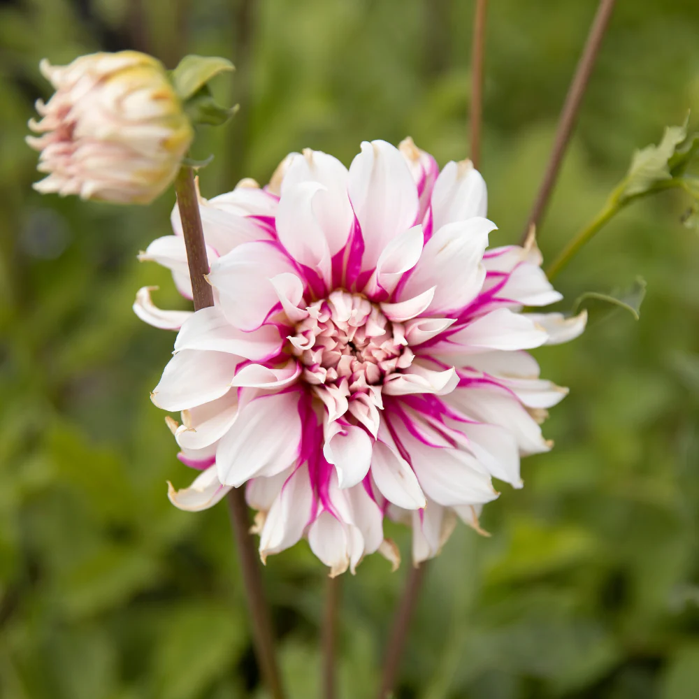 Miniatuur 2