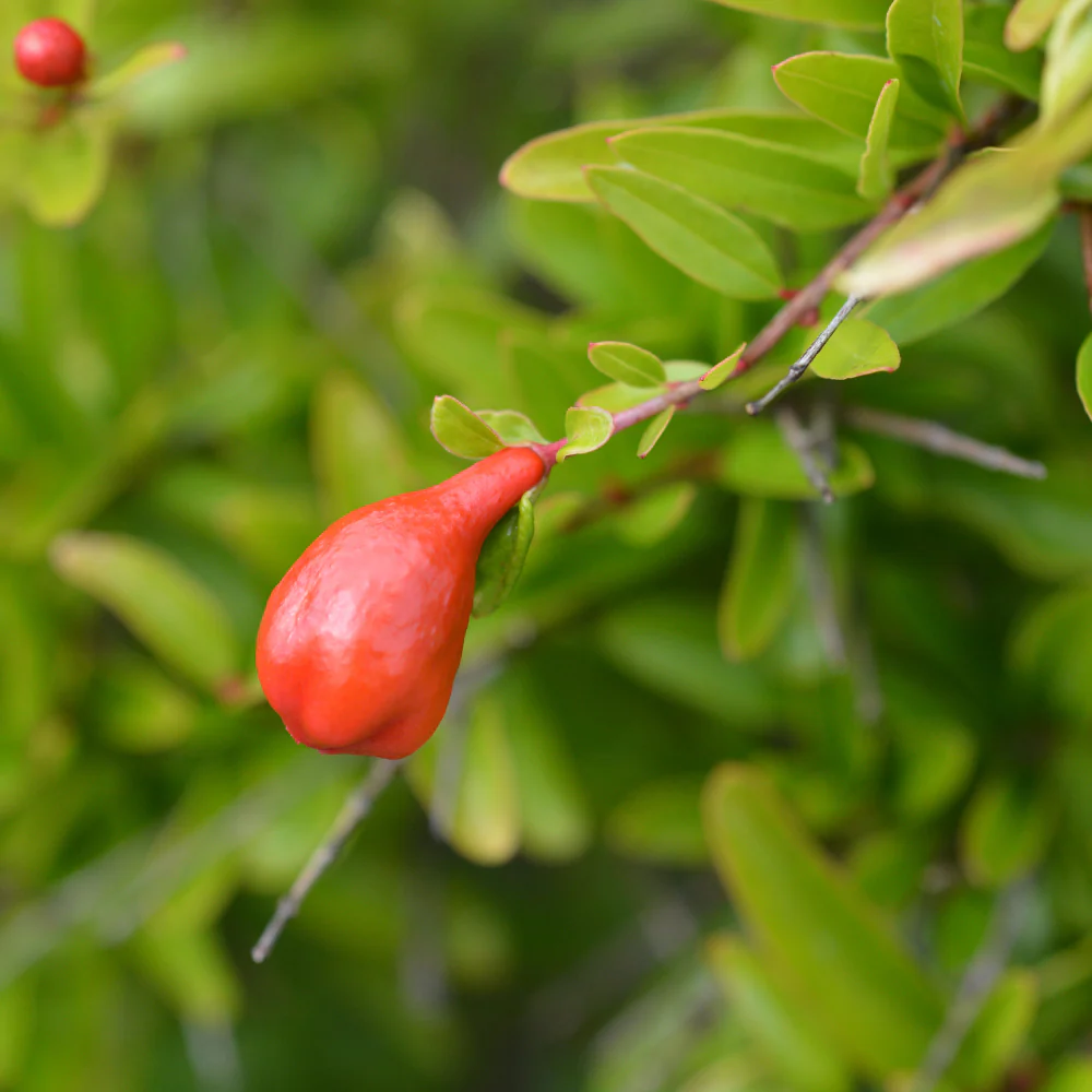 Miniatuur 2