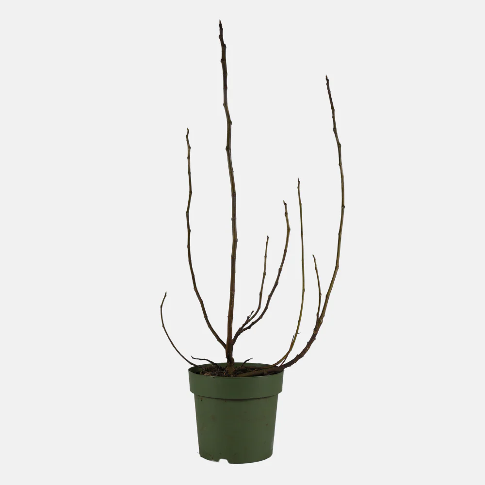 Miniatuur 2