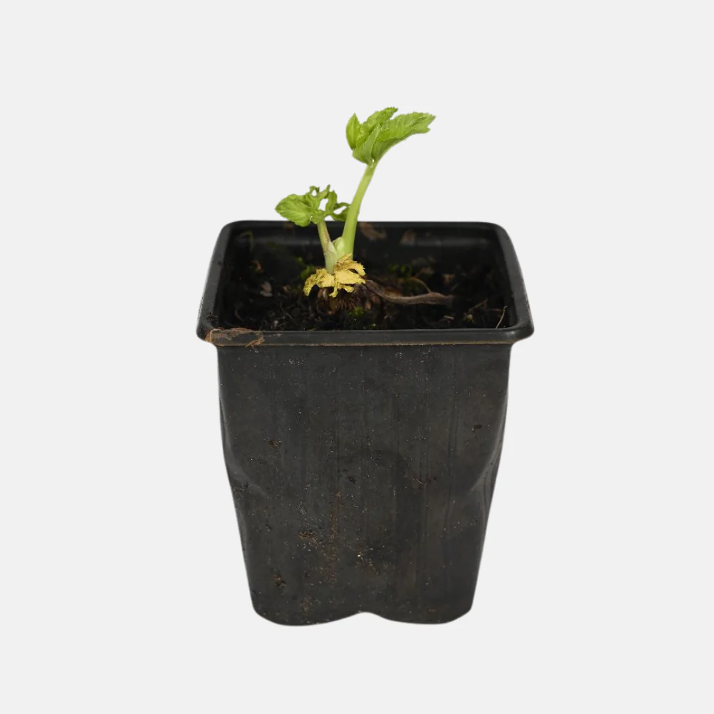 Miniatuur 2