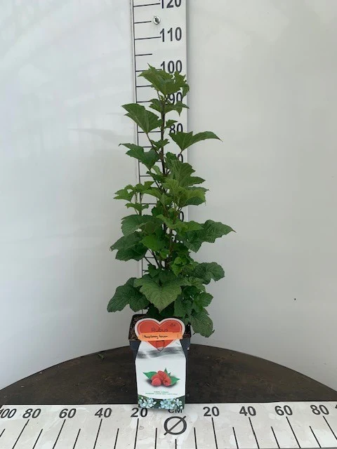 Miniatuur 1