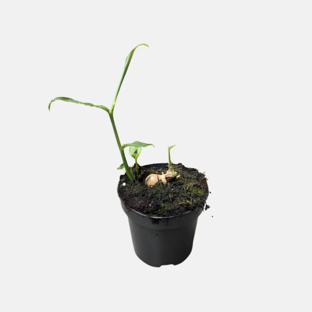 Miniatuur 2