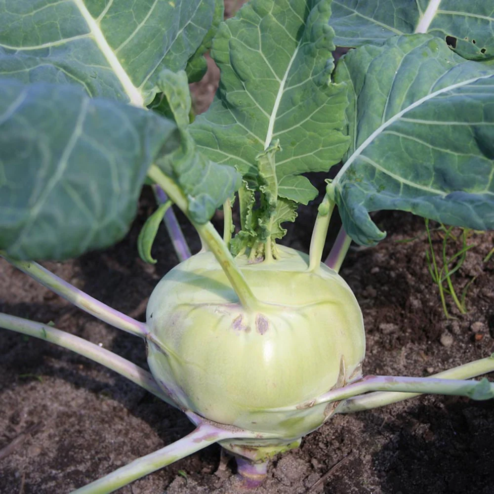 Productafbeelding 3