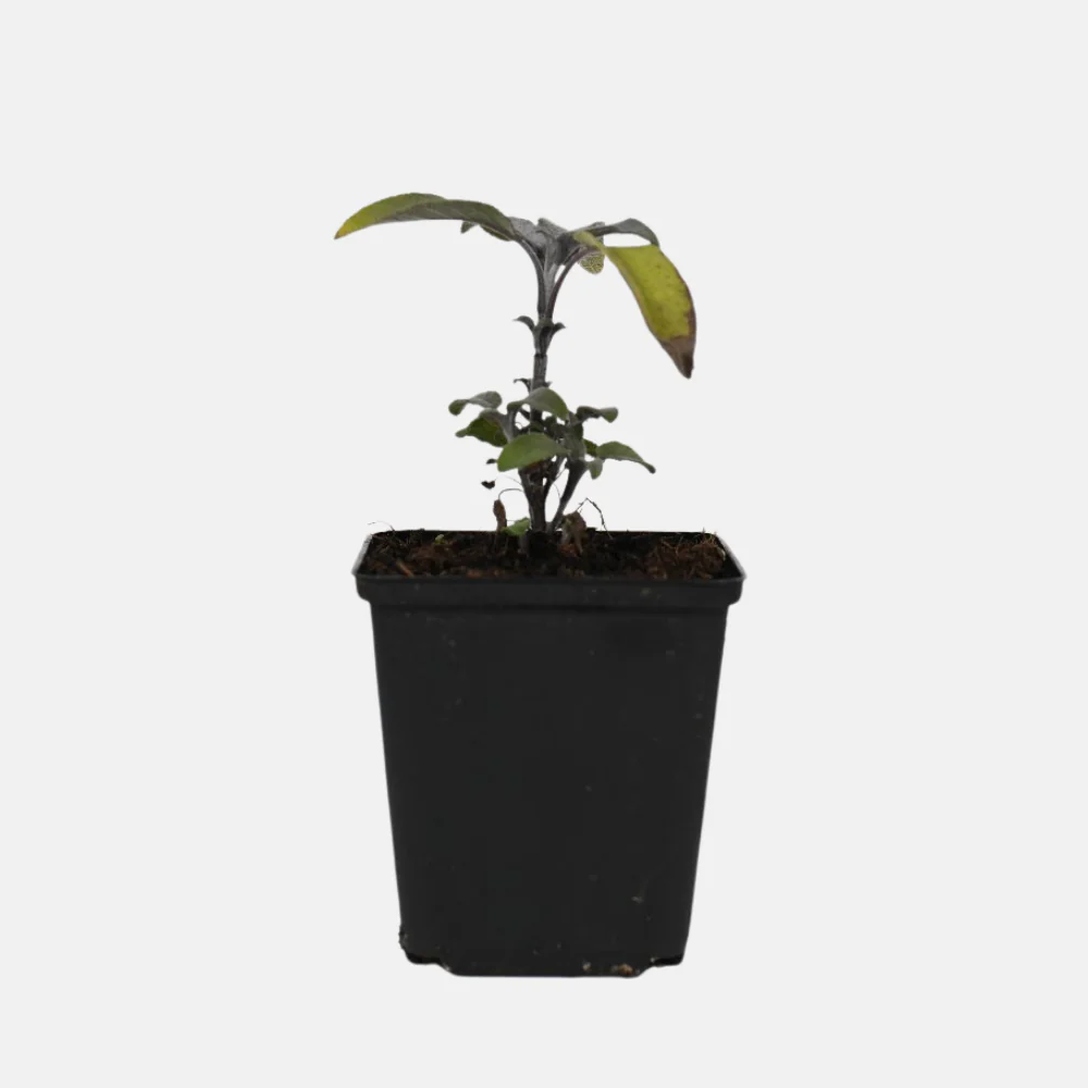 Productafbeelding 2