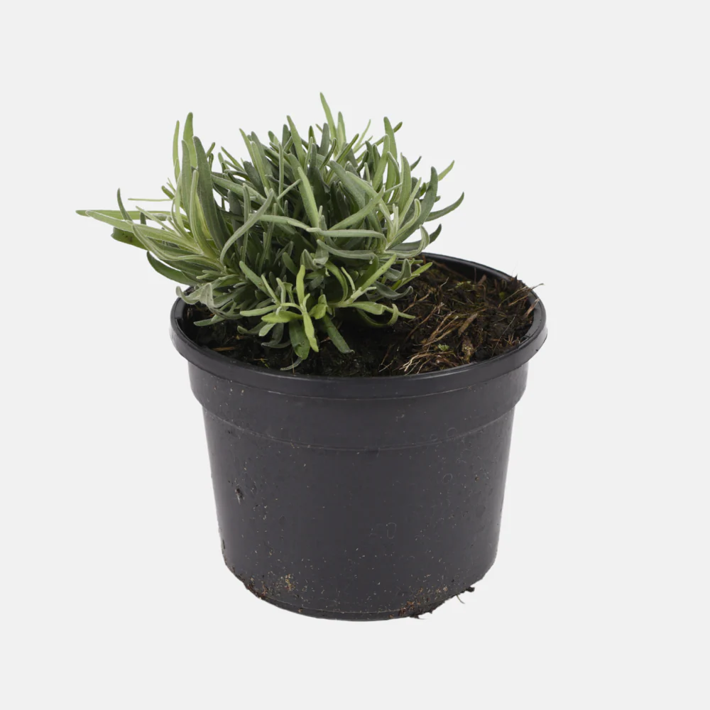 Miniatuur 2