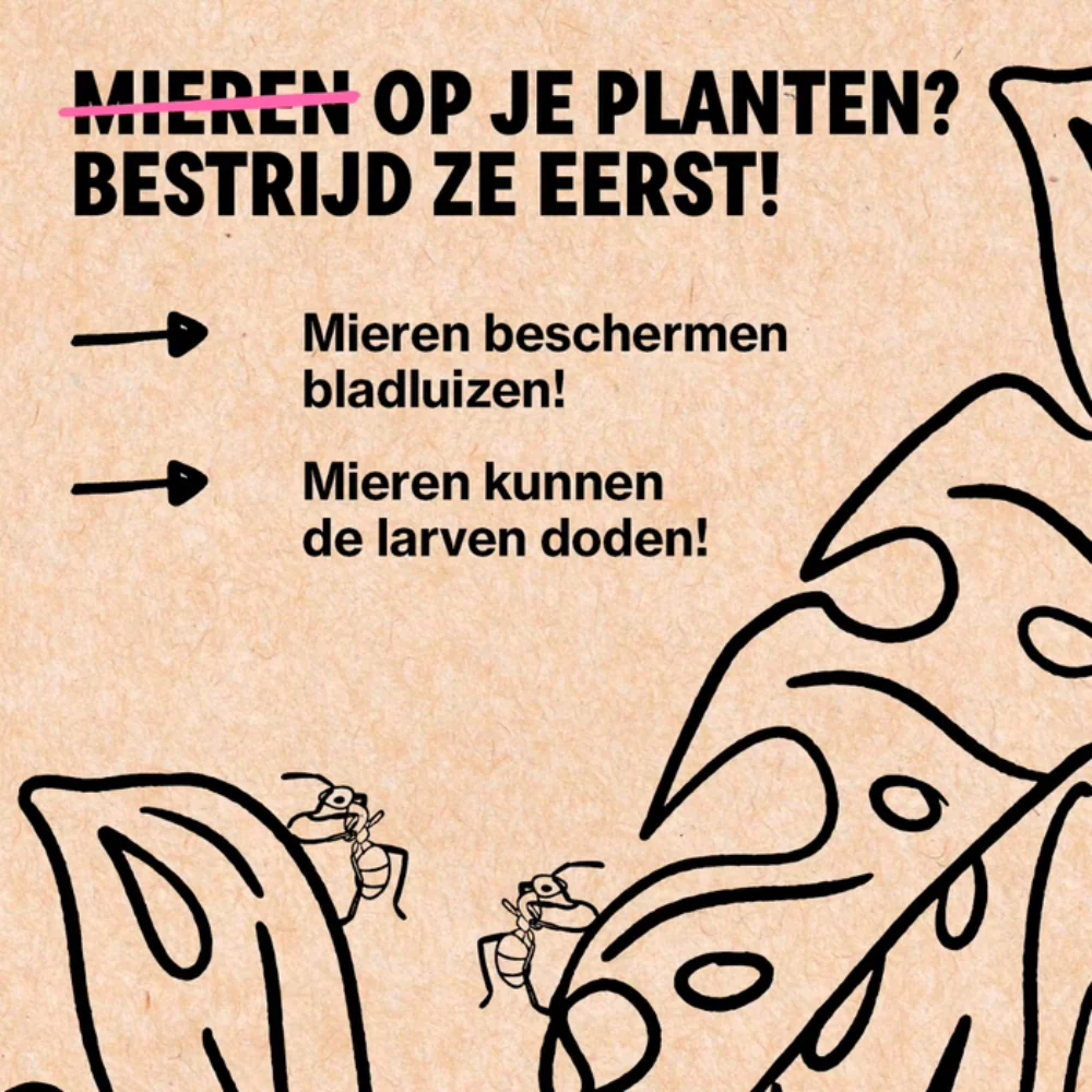 Productafbeelding 6