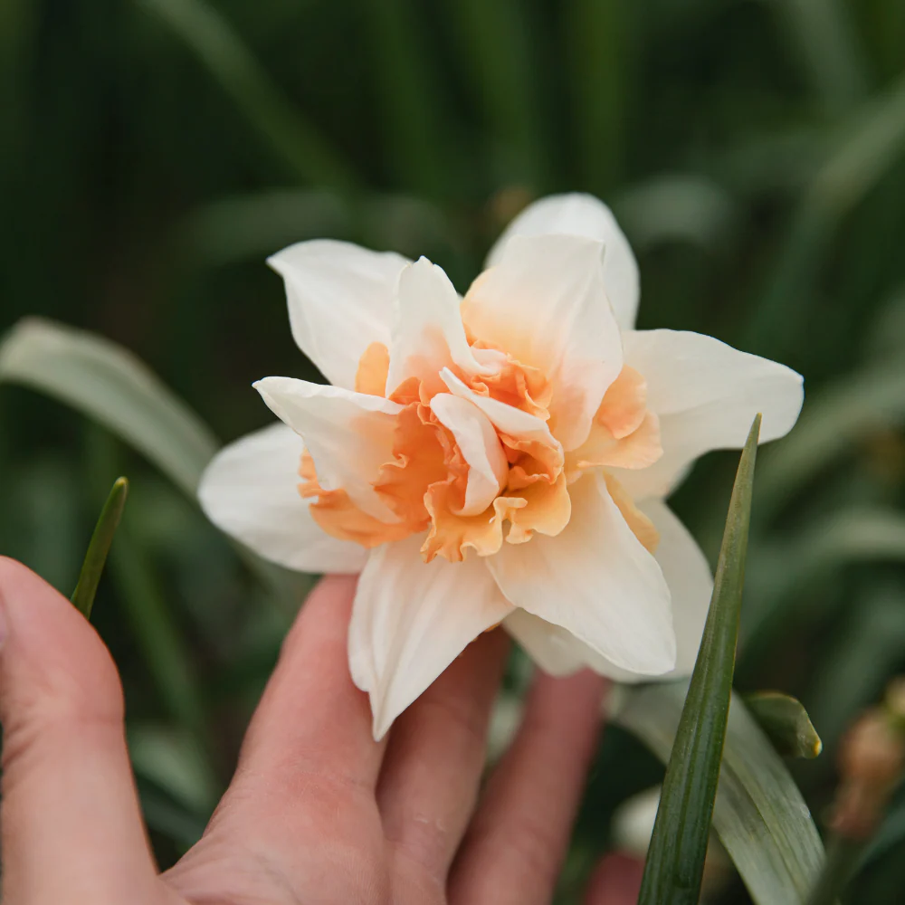 Miniatuur 1