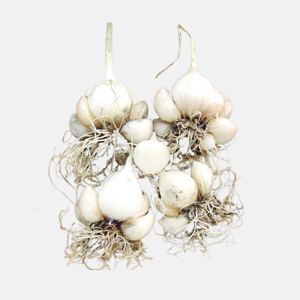 Miniatuur 2