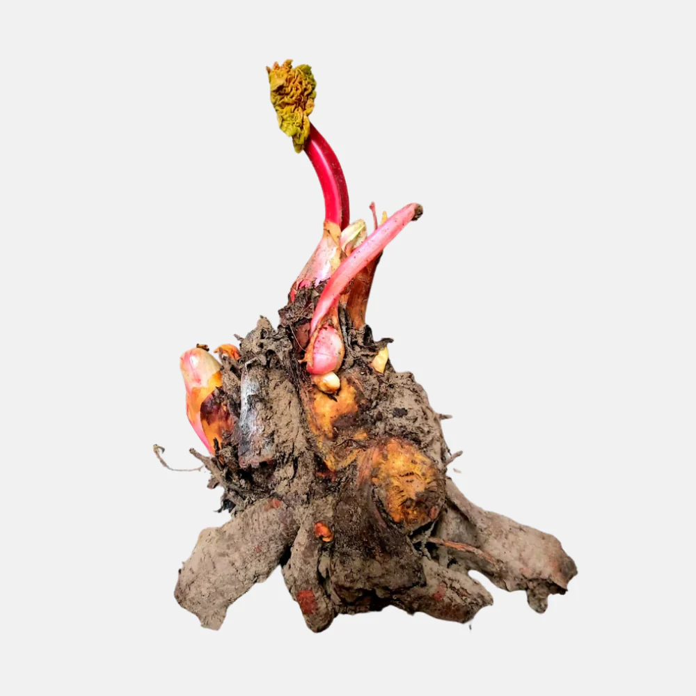 Miniatuur 2