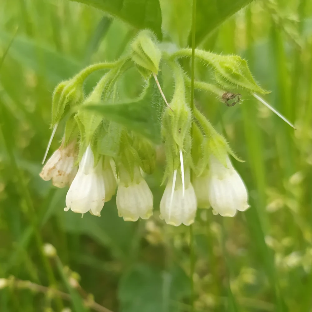 Miniatuur 2