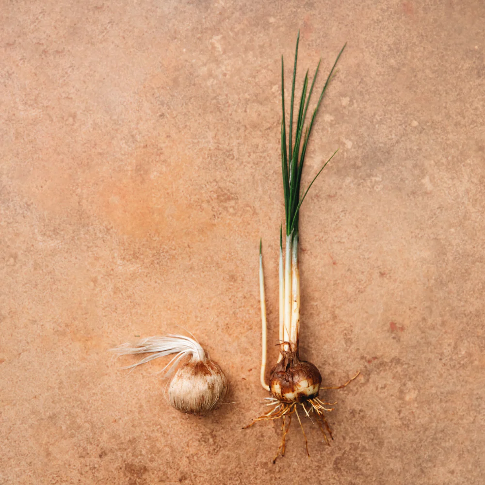 Miniatuur 2