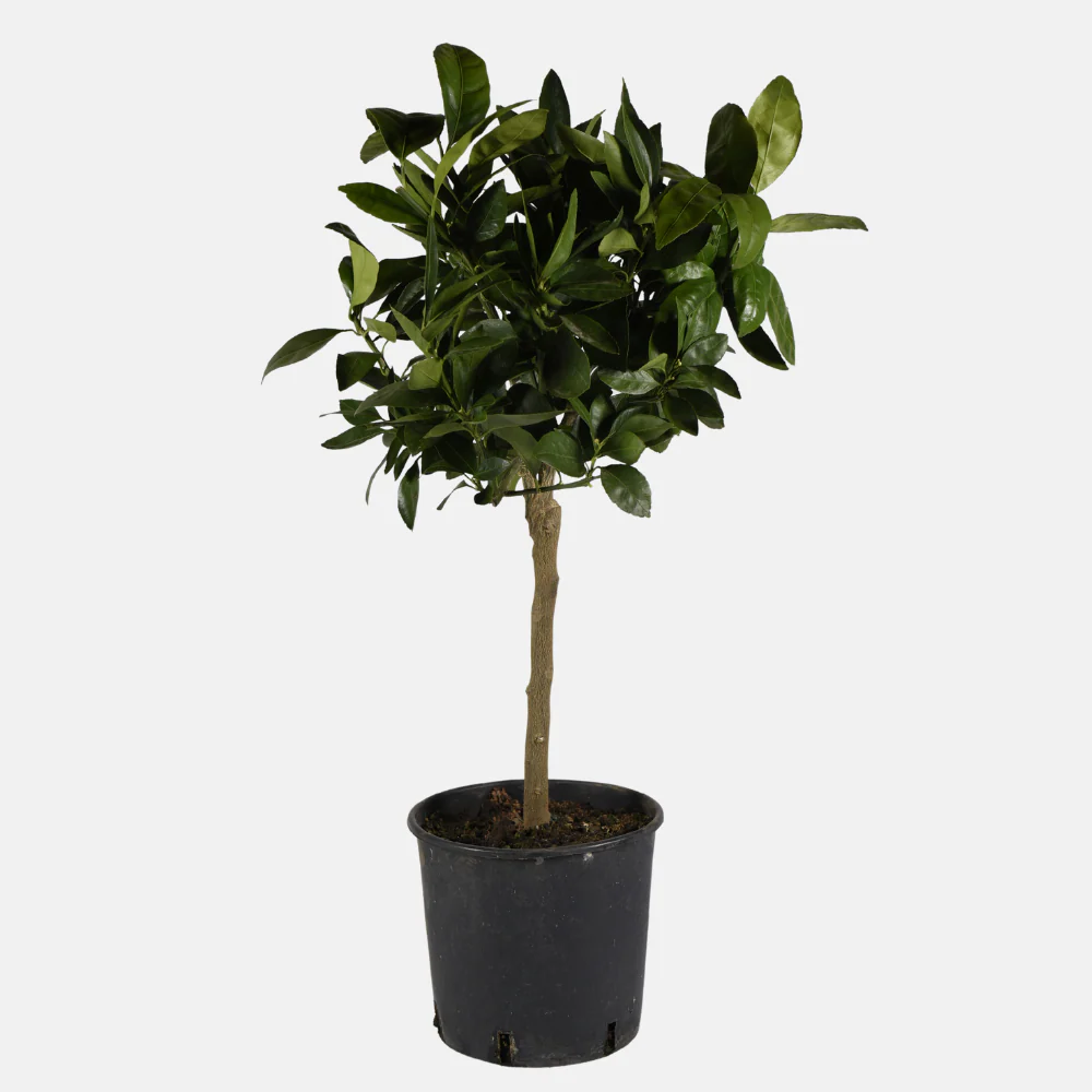 Productafbeelding 3