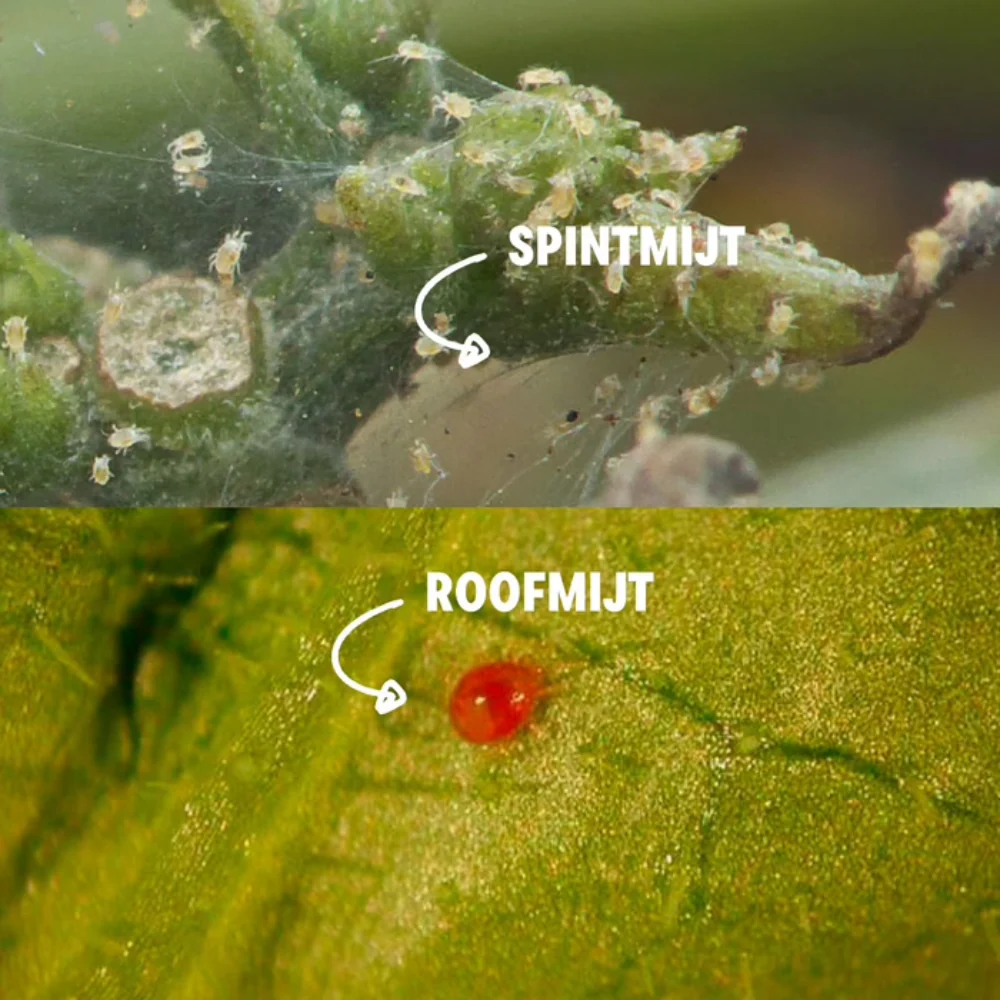 Miniatuur 2