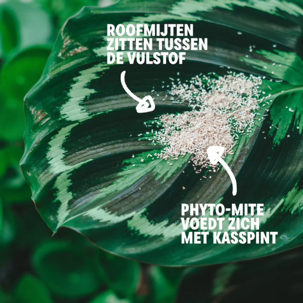 Productafbeelding 6