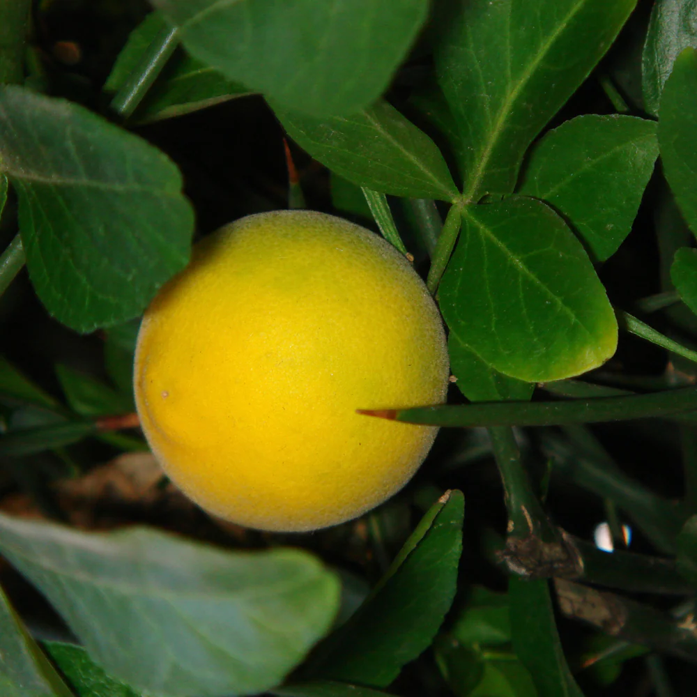 Miniatuur 2