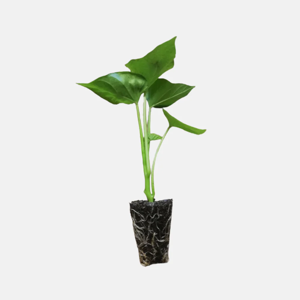 Miniatuur 2